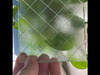 6mm 7mm Polished Wired Glass Fireproof Nashiji Mesh Glass